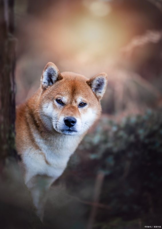 柴犬表情是什么意思？